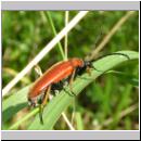 Corymbia rubra - Rothalsbock w01.jpg